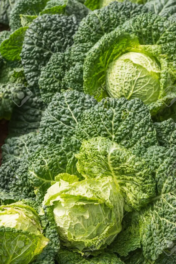 Green cabbage salad with beans