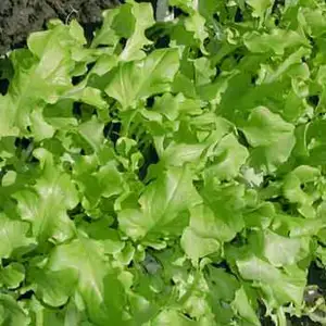 Aunt Eva’s salad dressing
